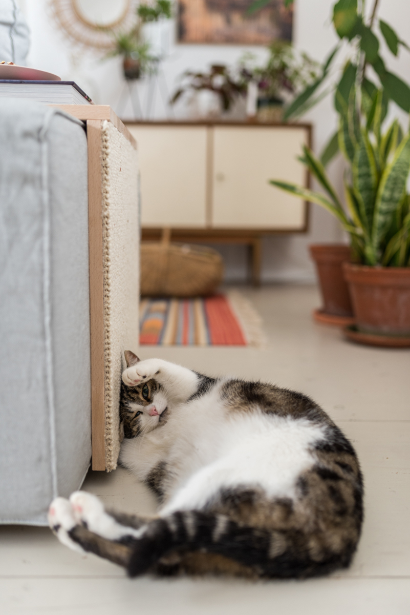 DIY Anleitung für einen Couchtisch als Katzen Kratzmöbel und praktischer Beistelltisch aus Holz