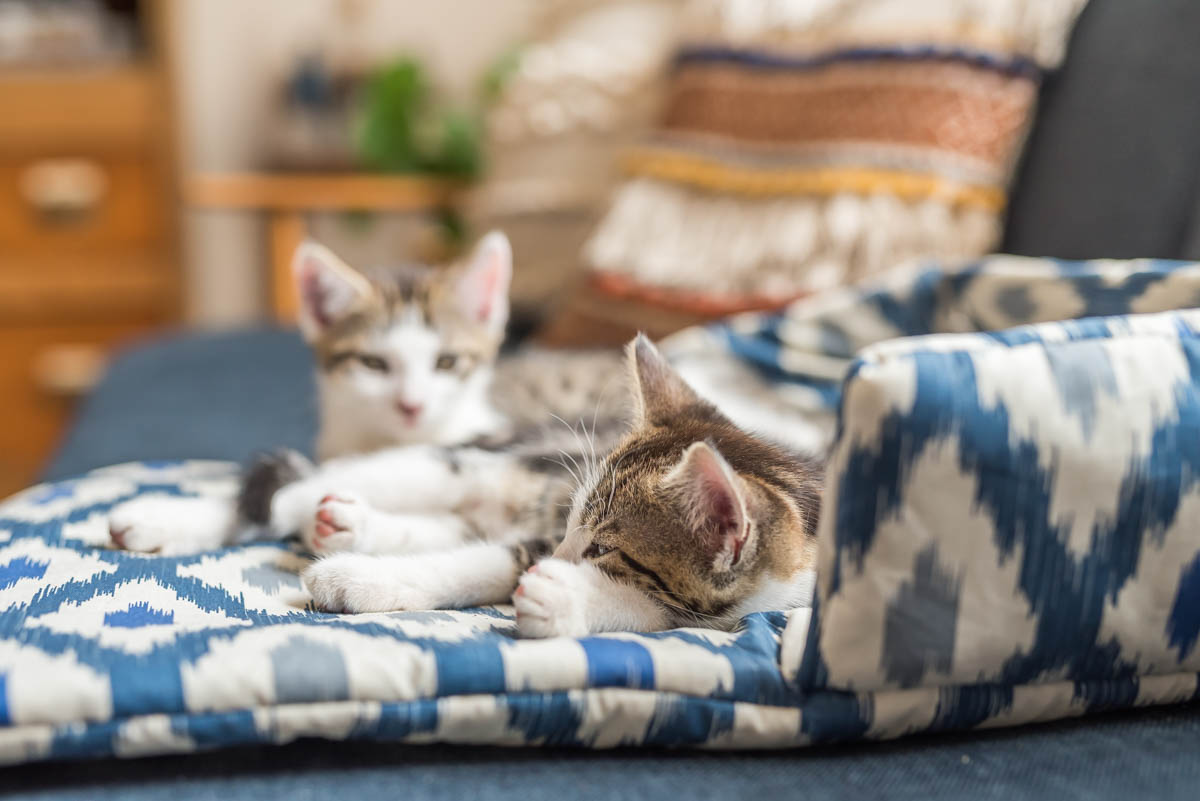 DIY Anleitung in Schritten für ein selbst genähtes Katzenbett aus Stoff mit Vlies zum Kuscheln für Katzen