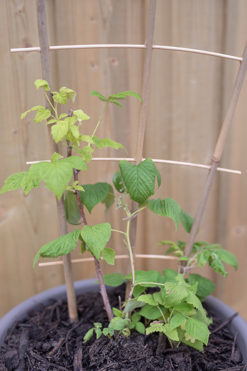 Tipps zum Pflanzen und zur Pflege für den Naschgarten auf dem Balkon mit leckeren Beeren im Topf
