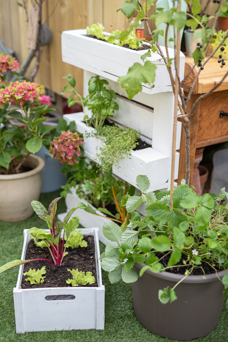 Tipps zum Pflanzen und zur Pflege für den Naschgarten auf dem Balkon mit leckeren Beeren und Salat im Topf
