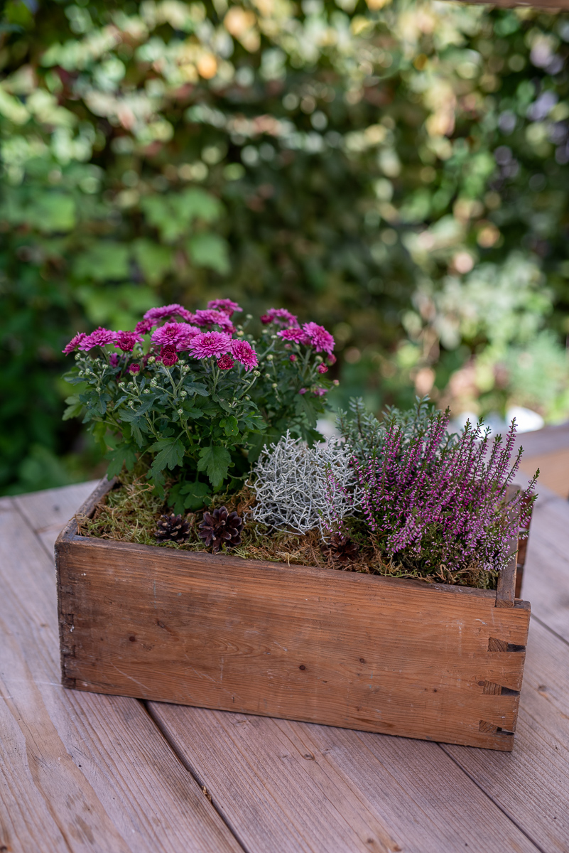 Ideen für selbstgemachte DIY Deko für den Garten im Herbst mit Pflanzen wie Erika, Girlande aus Naturmaterial und Windlichtern mit Tannenzapfen als Herbstdeko auf dem Gartentisch