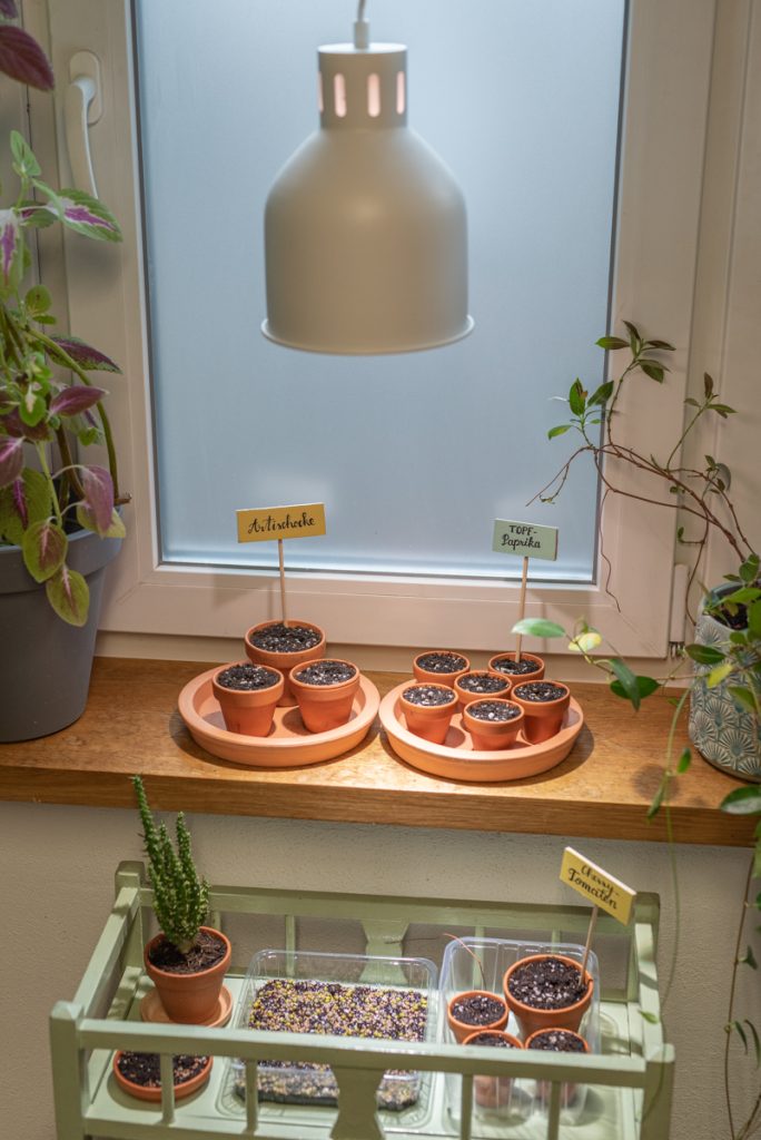 Aussaat vom Tomaten und Gemüsepflanzen im März mit Pflanzenleuchten zur optimalen Lichtversorgung für das Pflanzenwachstum im Frühling