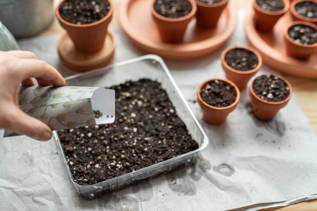 Aussaat vom Tomaten und Gemüsepflanzen im März mit Microgreens für leckere Salate und Bowls