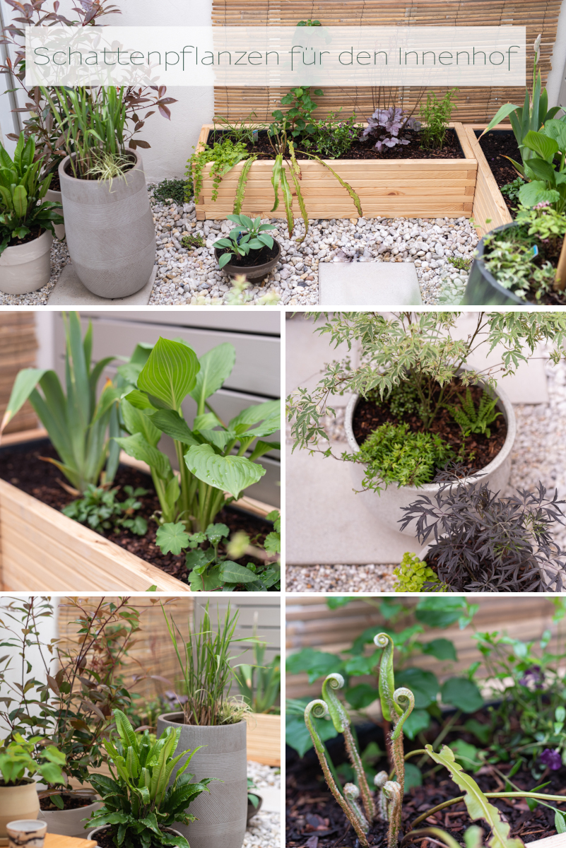 Tipps für Schatten Pflanzen für die Terrasse, die auch im schattigen Innenhof wachsen und blühen